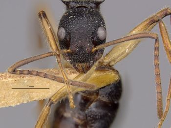 Media type: image;   Entomology 21175 Aspect: head frontal view